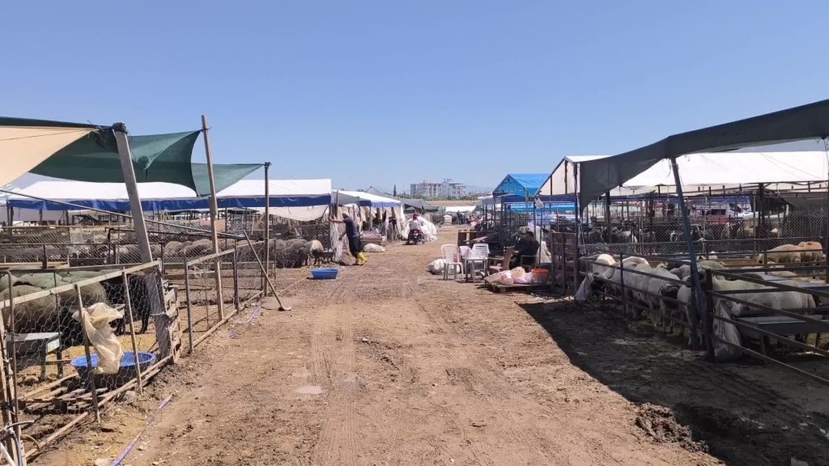 Osmaniye'de kurbanlık fiyatları emeklileri zorluyor