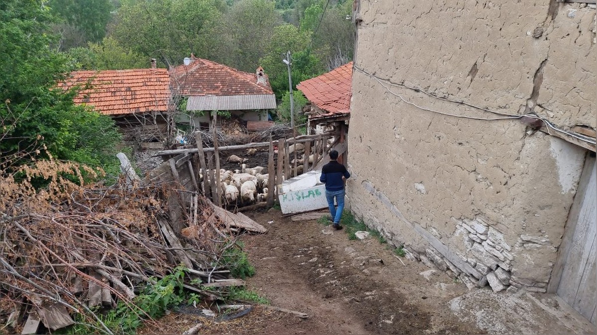 Kütahya'da kurt saldırısı: 25 koyun telef oldu