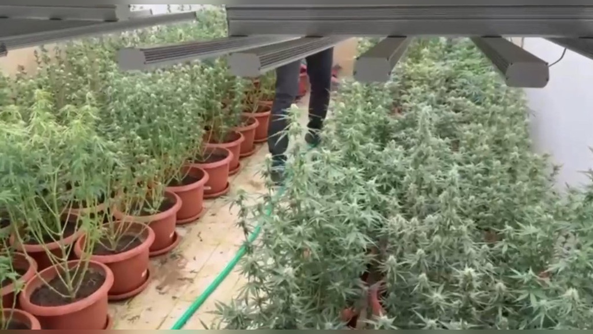 İzmir'de 212 kök kenevir ve 9 kilo 350 gram esrar ele geçirildi: 3 şüpheli tutuklandı