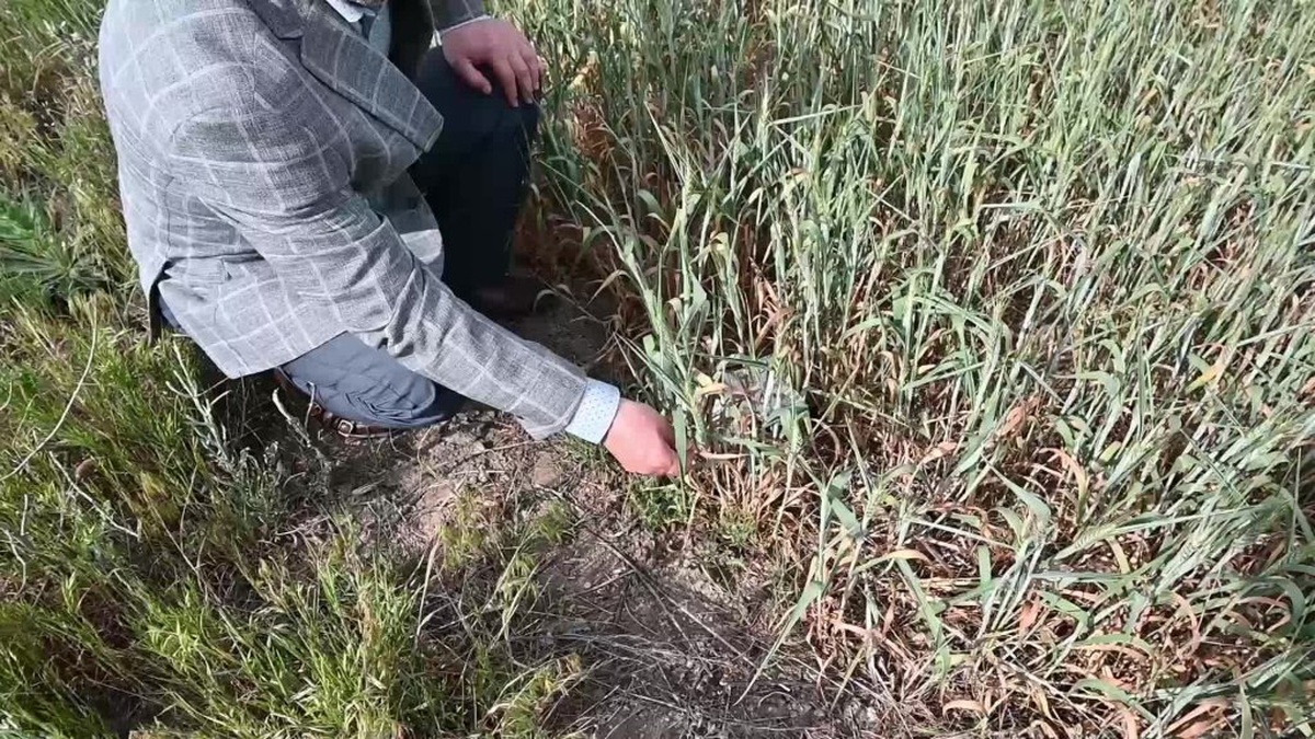 Yozgat'ta kuraklık ve dolu felaketi: Çiftçiler büyük zararda