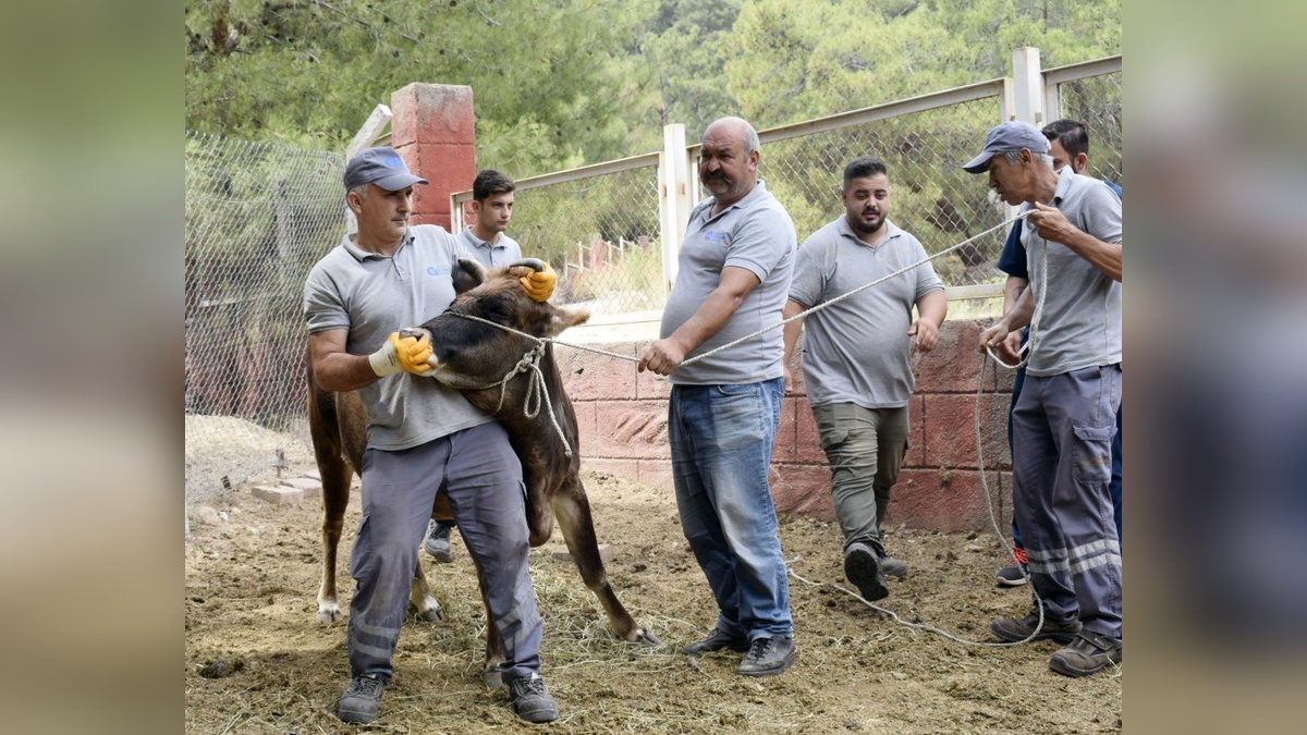 Antalya'da Kurban Bayramı'nda kaçan hayvanlar için 20 kişilik ekip görevde