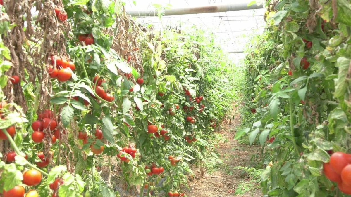 Aksu çiftçileri üretimi bırakmak üzere: Mazot ve kredi desteği talep ediliyor