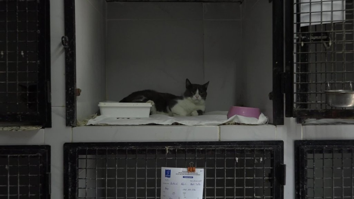 Kuşadası'nda 5. kattan düşen kedi başarılı bir ameliyat geçirdi