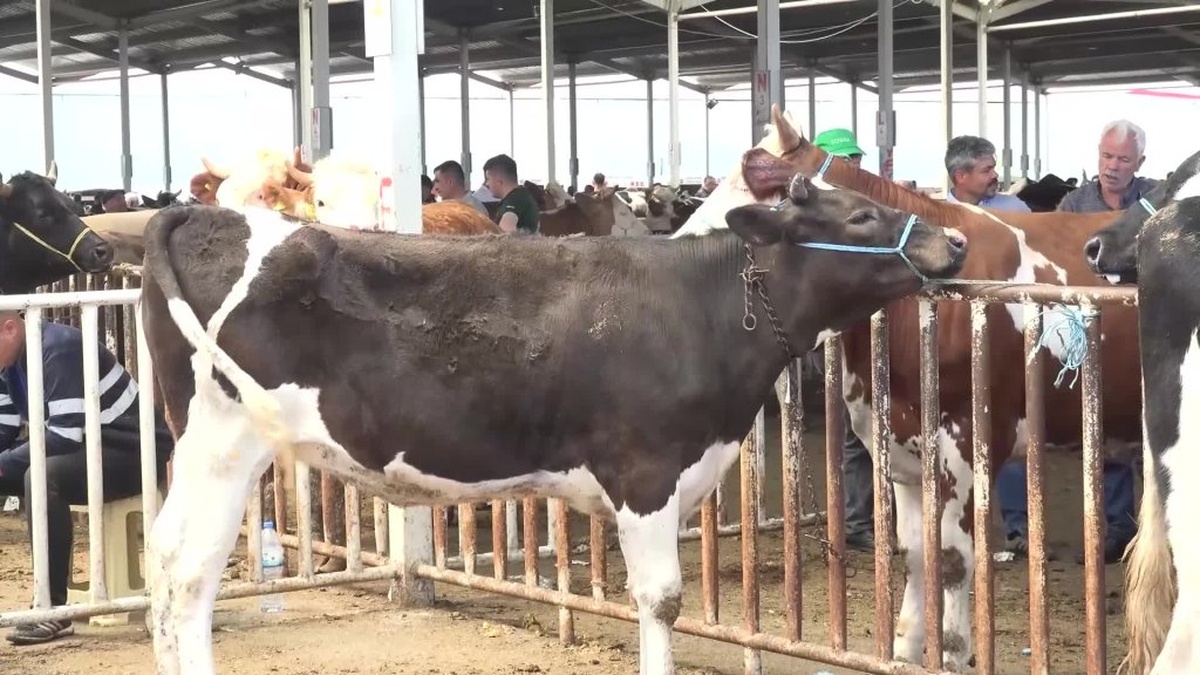 Aksaray'da kurban pazarı hareketsiz: Satıcılar satışlardan memnun değil