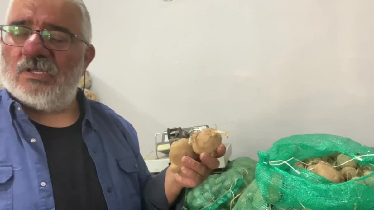 Ardahan'da patates üretimi durdu: Çiftçi Çimli, 60 ton tohumu çöpe atmak zorunda