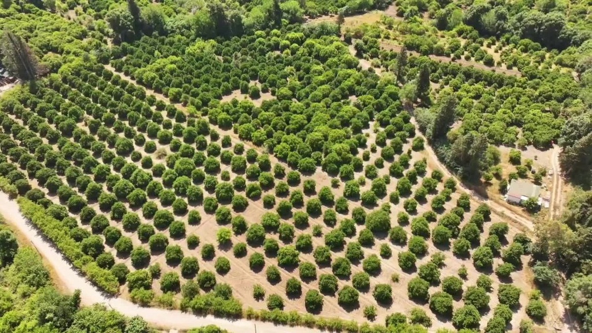 Antalya çiftçileri ekonomik zorluklarla boğuşuyor: Devlet desteklerinin yetersizliği ve artan maliyetler üreticileri yıpratıyor