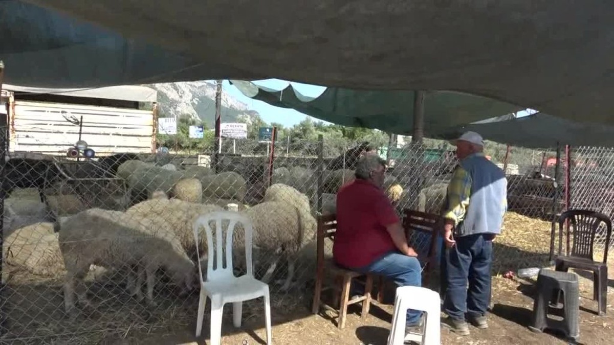 Milas Ören'de Kurban Bayramı buruk: Satışlar yok denecek kadar az