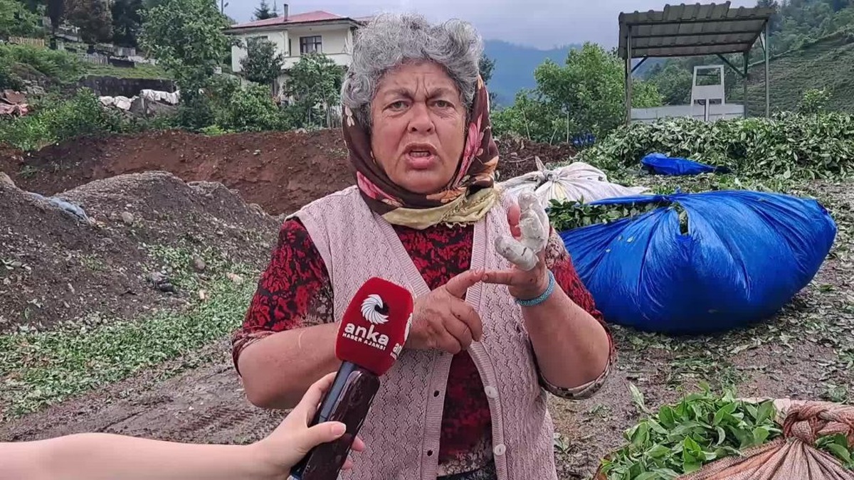 Artvin Hopa'da Çay Üreticileri Fiyatlara İsyan Etti