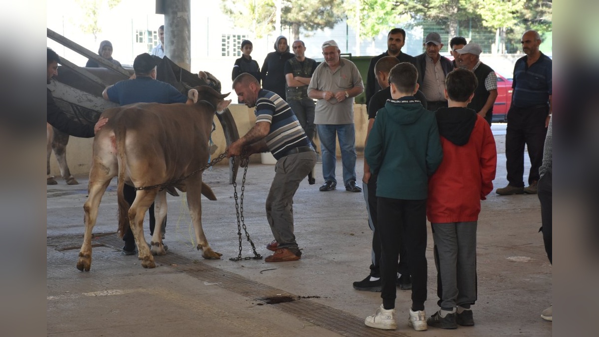 Sivas'ta Kurban Bayramı'nda yoğunluk