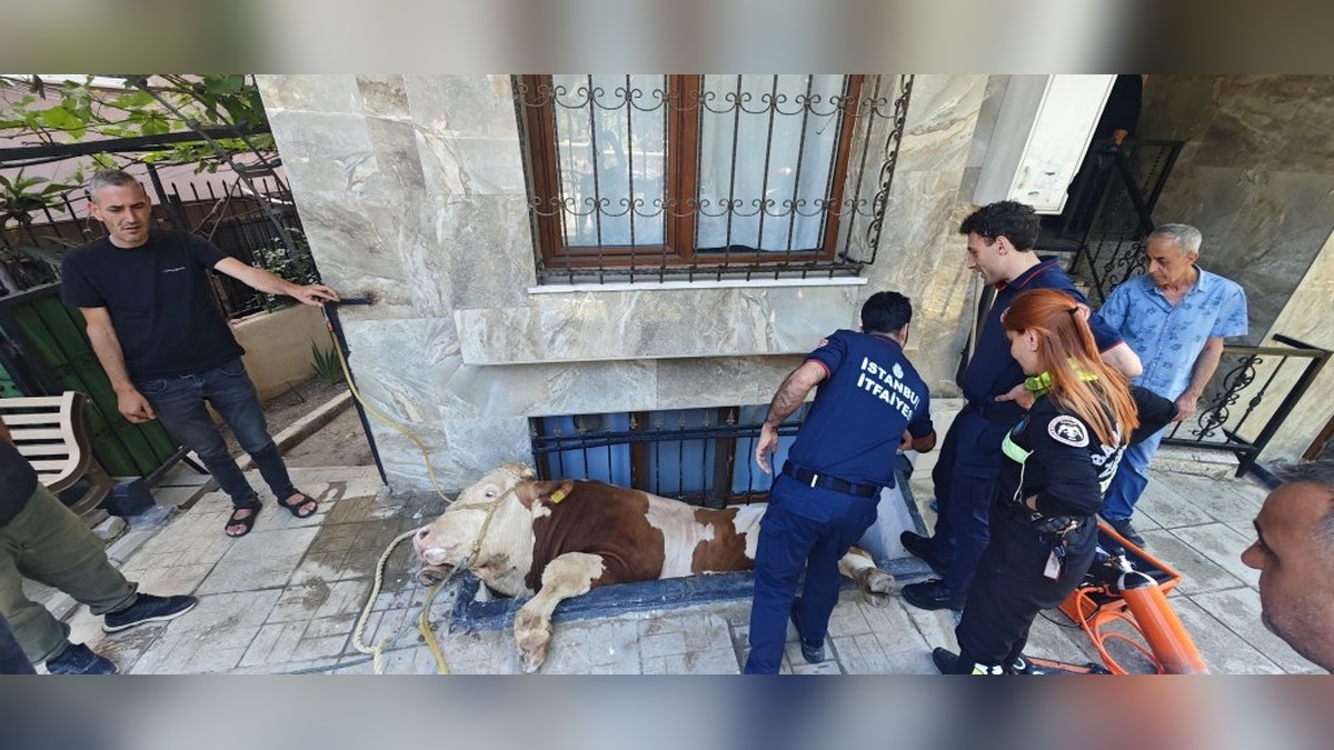 İstanbul Bahçelievler'de kurbanlık boğa apartman penceresine düştü