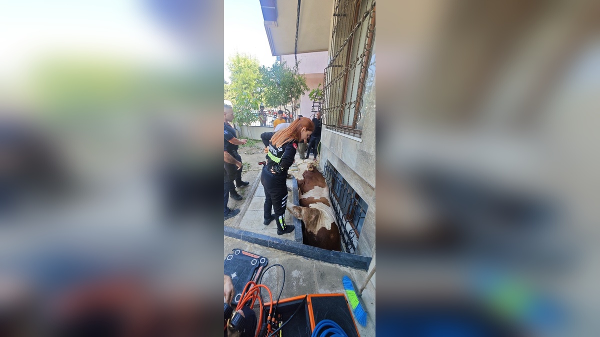 Bahçelievler'de kurbanlık boğa pencere boşluğuna düştü