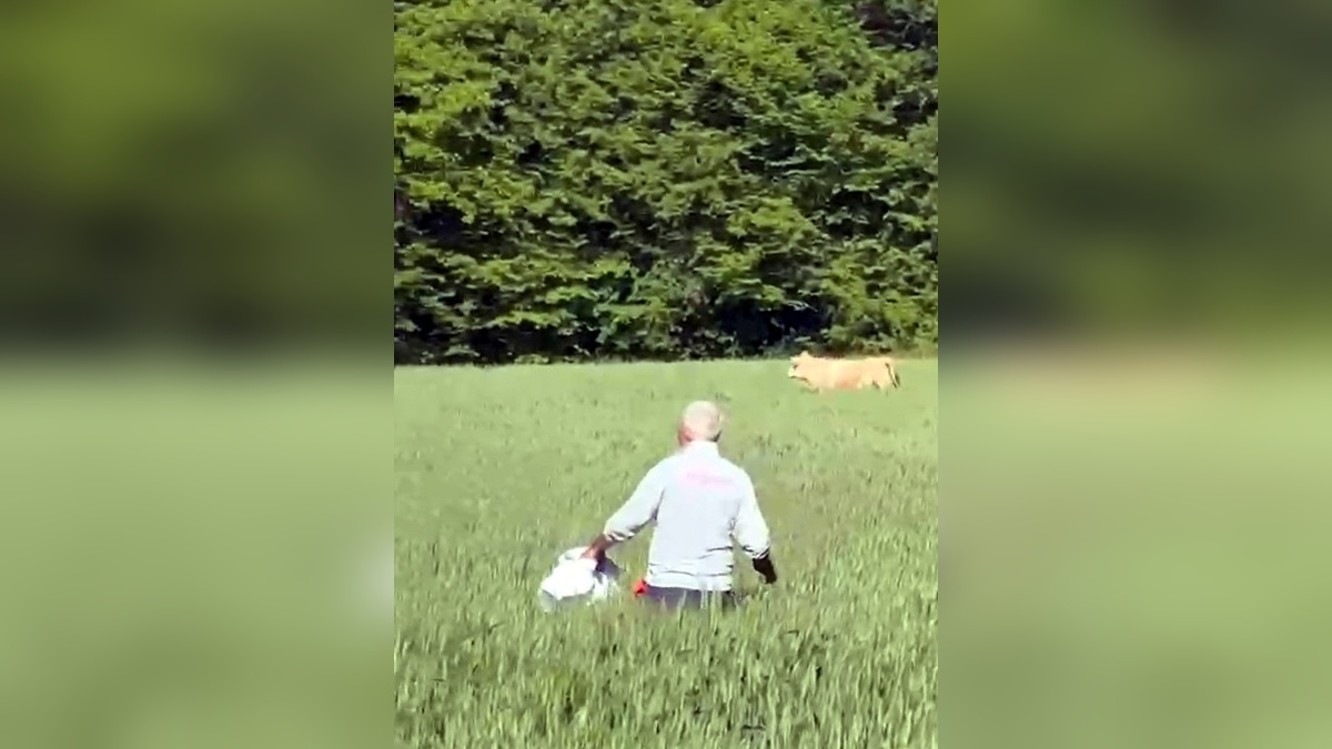 Bolu'da kaçan kurbanlık boğa yakalandı