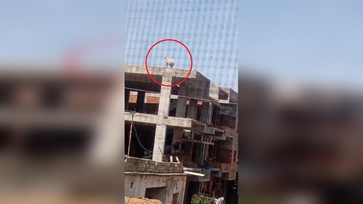 Diyarbakır'da kurbanlık koç 3 katlı binanın çatısına çıktı