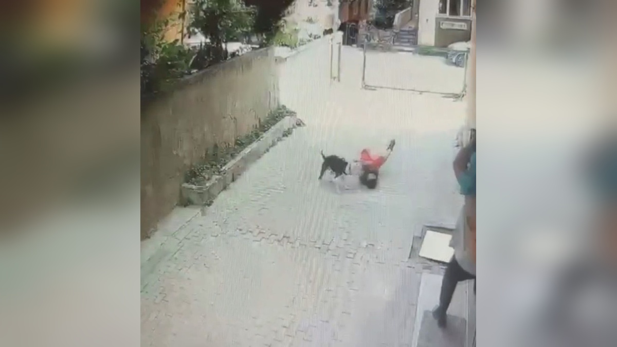 Ataşehir'de pitbull saldırısı: 7 yaşındaki çocuk yaralandı, sahipleri serbest kaldı
