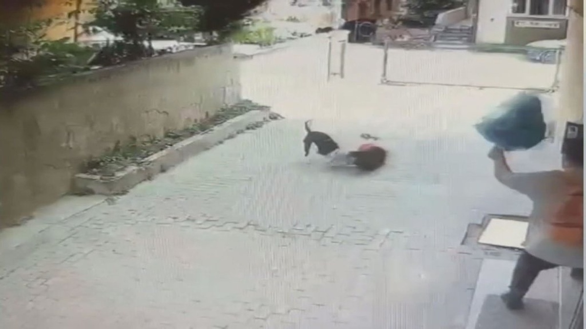 Ataşehir'de pitbull saldırısı: 7 yaşındaki çocuk yaralandı