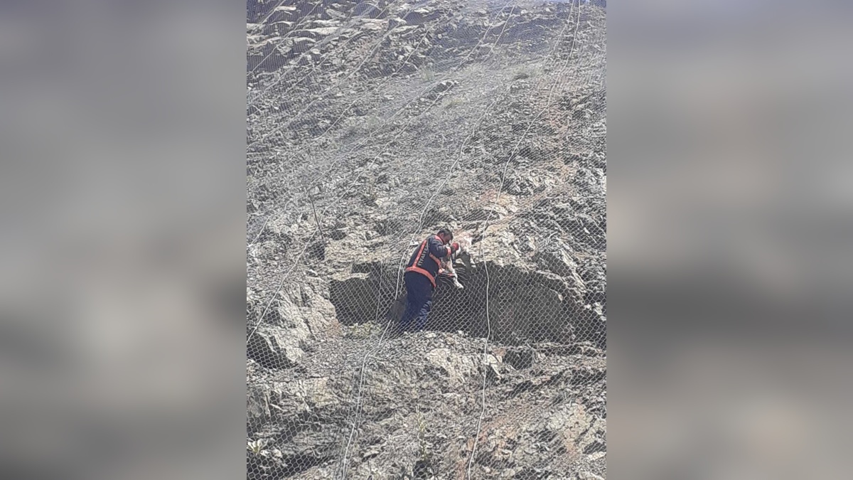 Pütürge'de iki yabani keçi koruma ağına takıldı