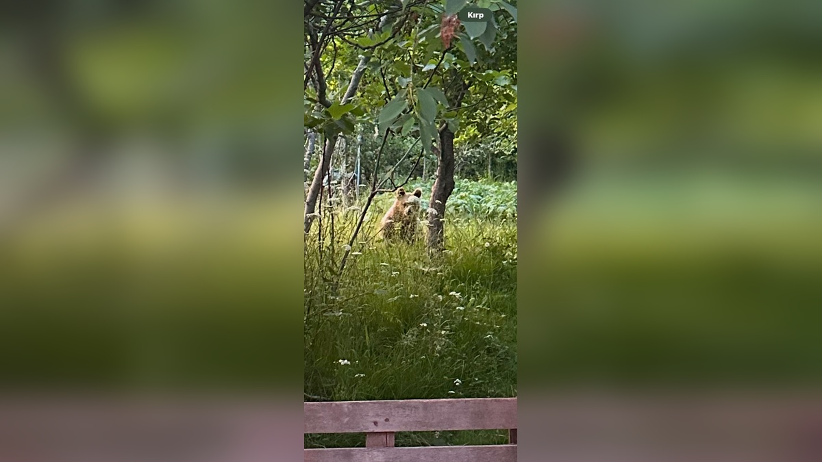 Kurucaşile'de ev bahçesine giren bozayı cep telefonu ile kaydedildi