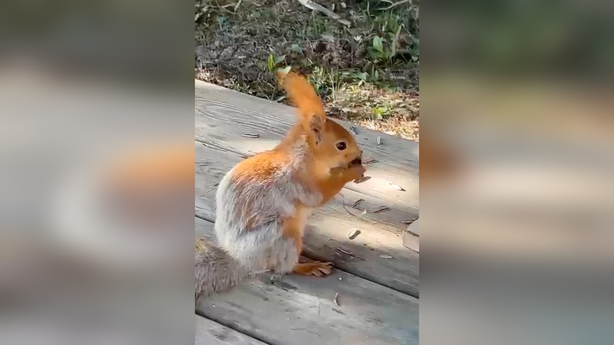 Refahiye'de aile pikniğine kızıl sincap misafir oldu