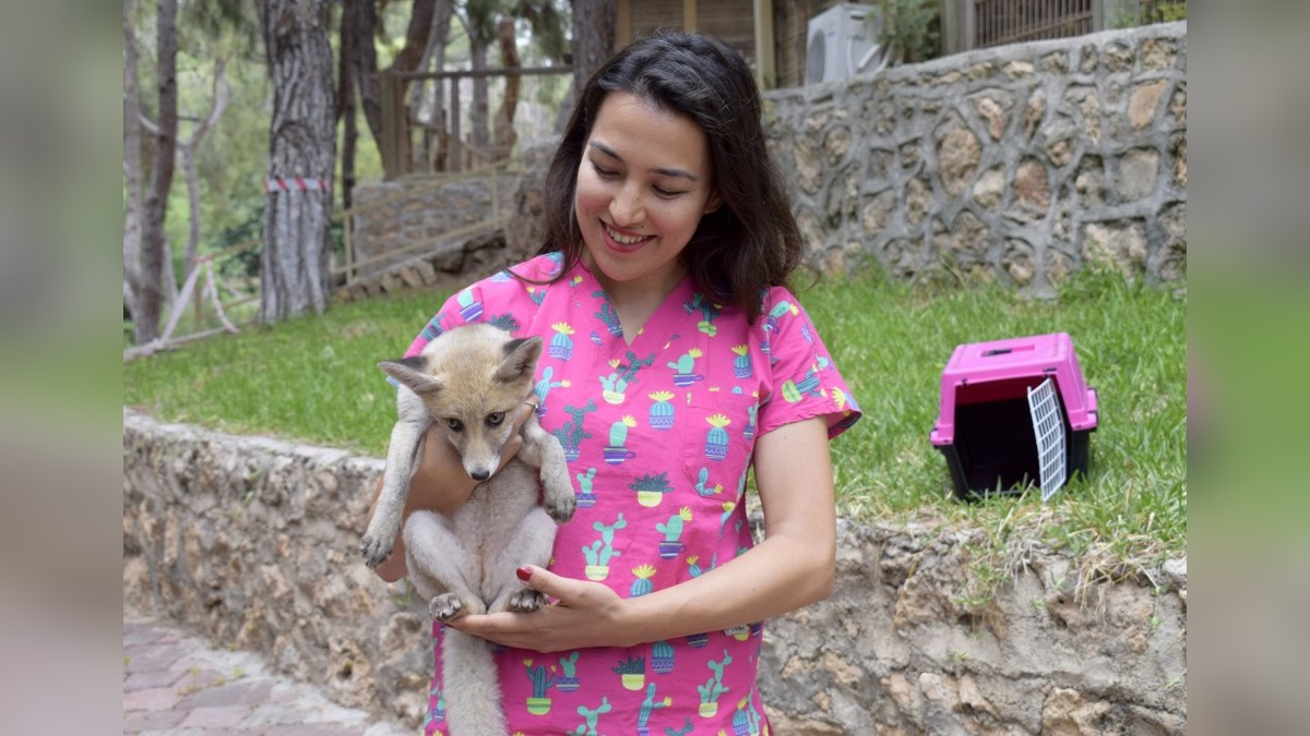 Antalya'da yavru rakun 'Venüs' ve tilki 'Latte', doğaya hazırlanıyor