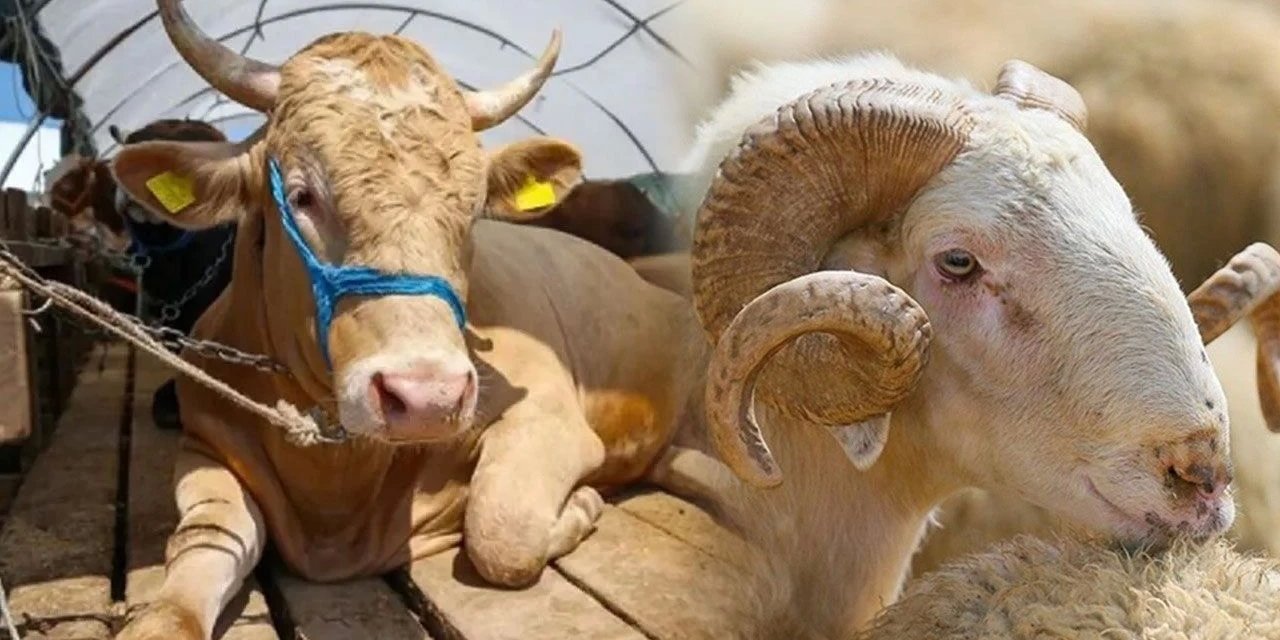 Kurban’ın Gerçek Nedeni