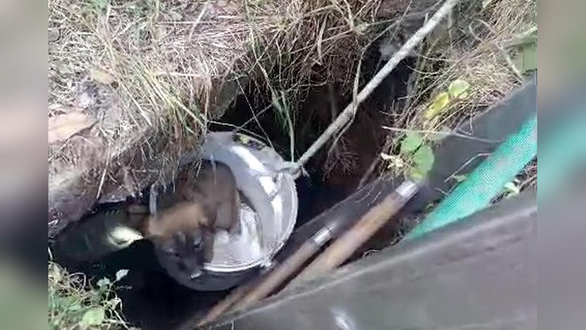 Arnavutköy'de kuyuya düşen 4 yavru köpek kurtarıldı
