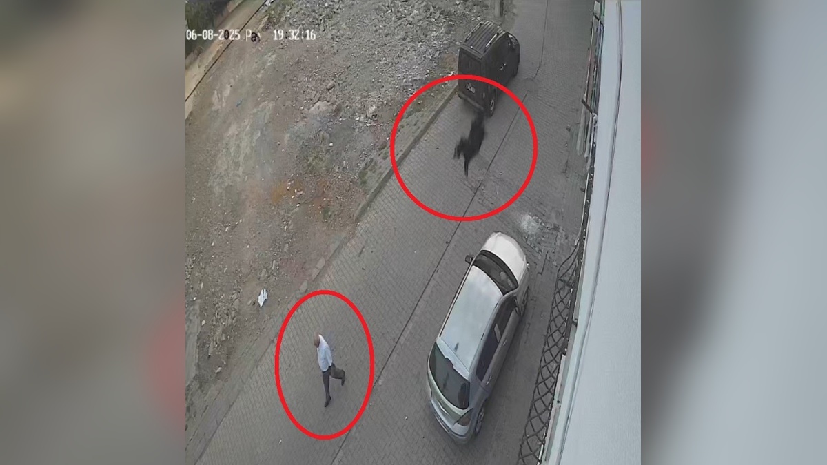 Diyarbakır'da kurbanlık keçi damdan düştü