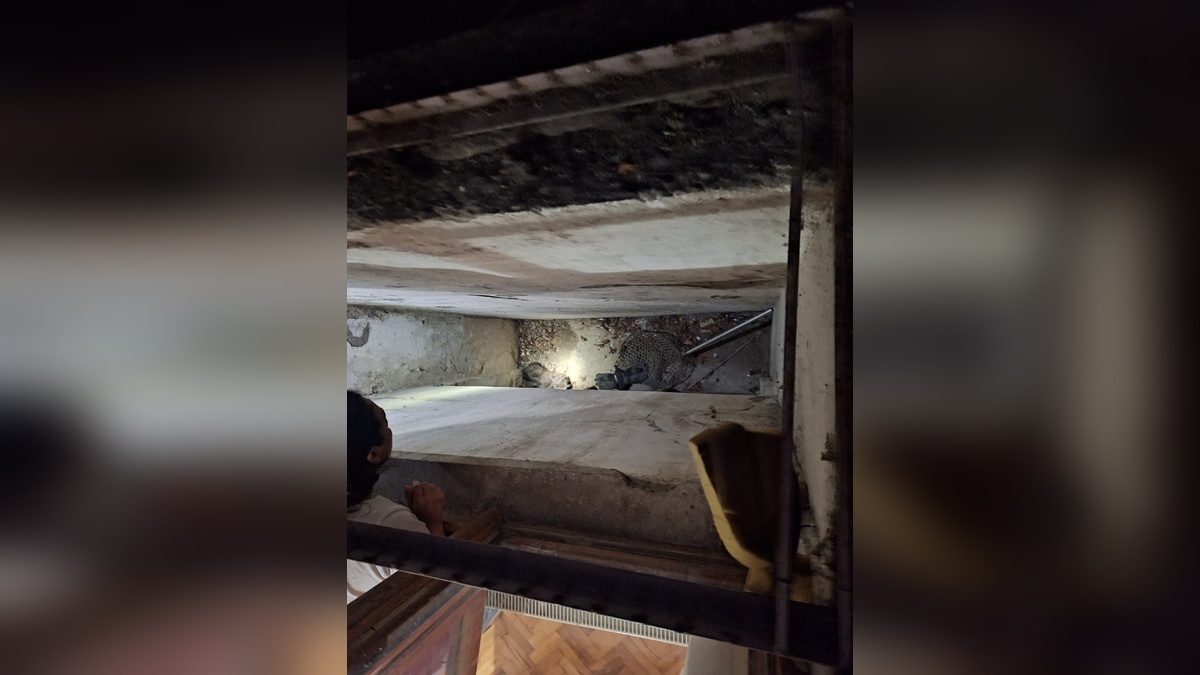 Ankara'da apartman havalandırma boşluğuna düşen yavru kediler kurtarıldı