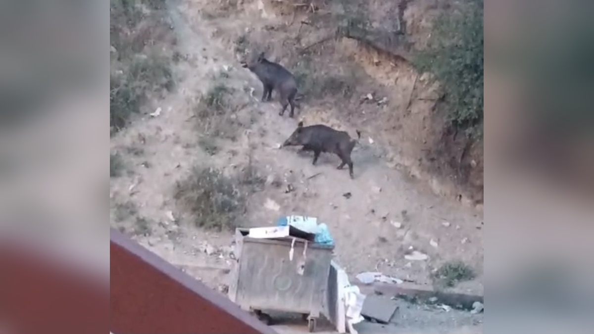 Hatay'da aç yaban domuzları yerleşim yerine indi