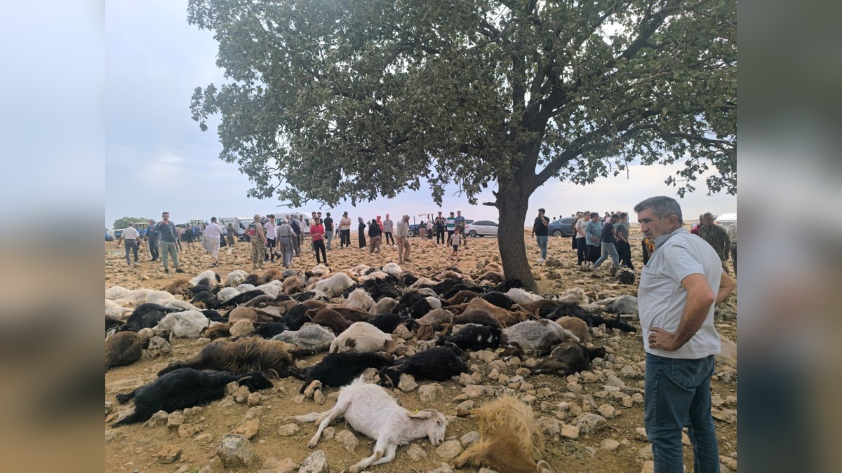Şırnak'ta yıldırım felaketi: 99 küçükbaş telef oldu