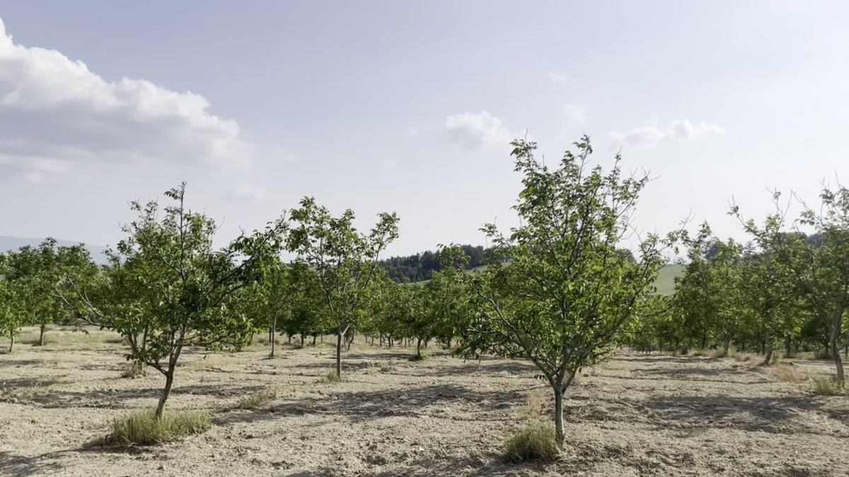 Karabük'te zirai don felaketi: Çiftçinin borçları ertelenmeli