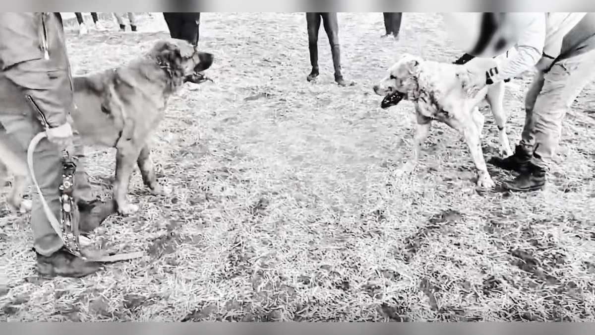 Kayseri'de köpek dövüşü: 8 şüpheli gözaltında