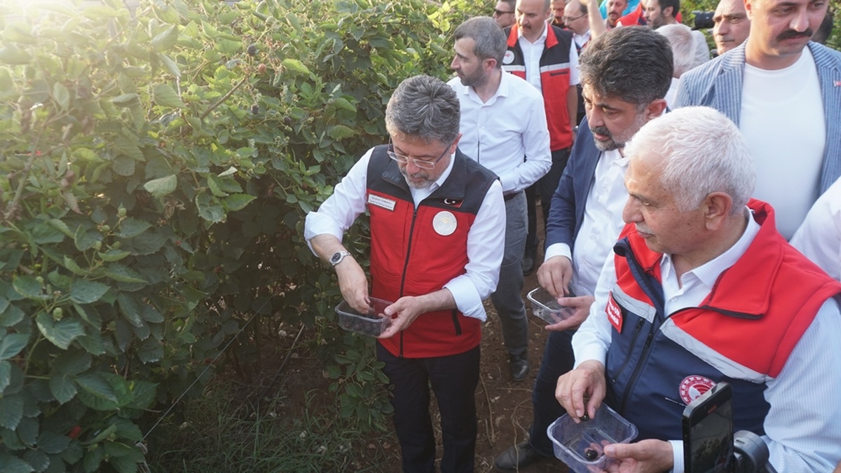 Siirt'te rekor böğürtlen hasadı: 4 ayda 427 ton ihracat