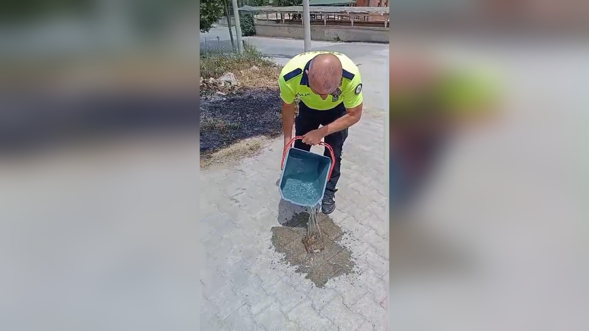 Erbaa'da polisler yanan otların arasından kaplumbağayı kurtardı