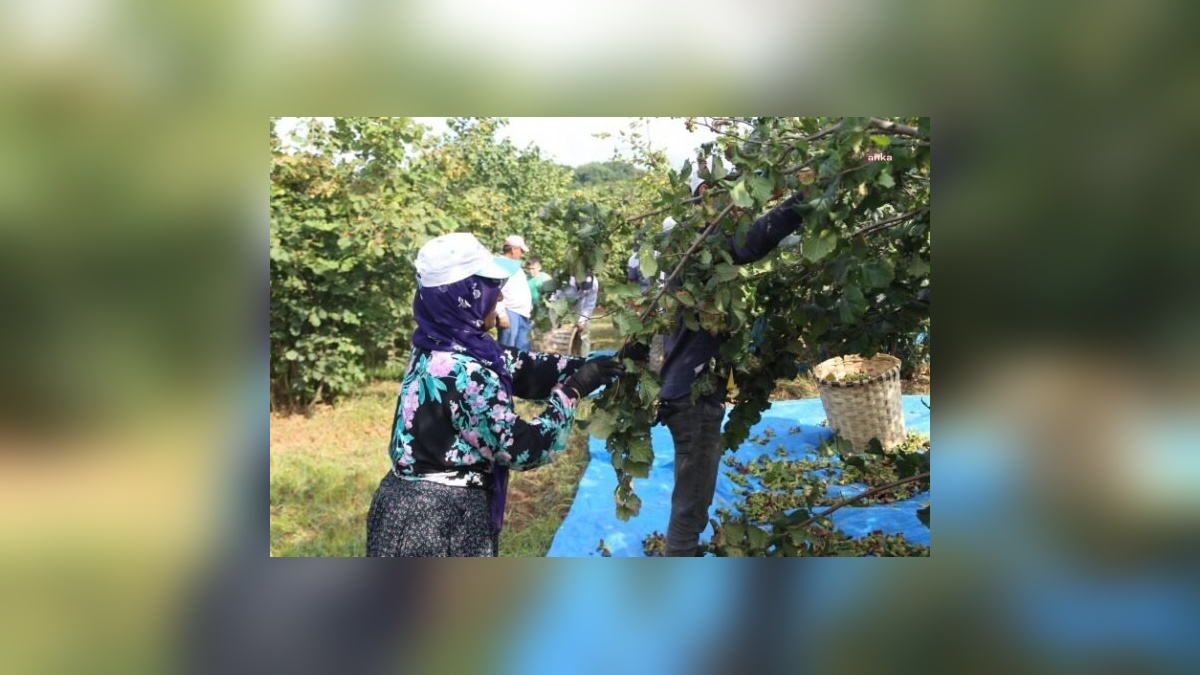 Ferrero'nun fındıktaki sosyal sorumluluk projeleri: 26 bin çocuğa ulaşıldı