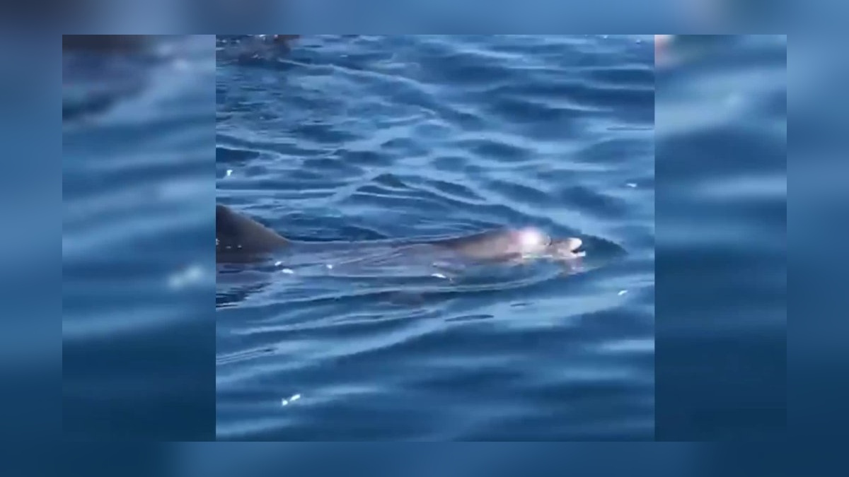 Sinop'ta yunuslar vatandaşların balıklarıyla ziyafet çekti