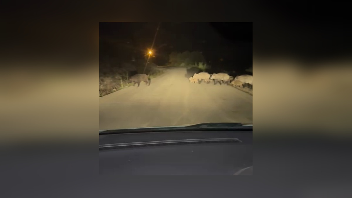Karabük'te yaban domuzu sürüsü yol ortasında görüntülendi