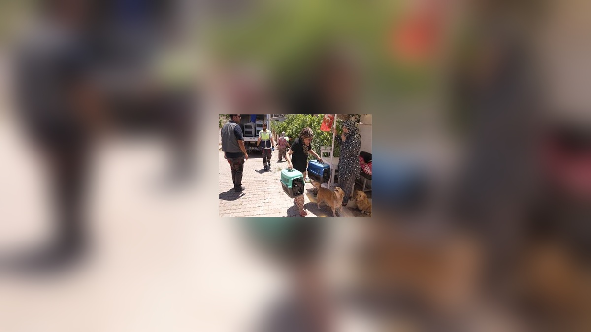 İzmir'de yangın felaketi: Seher Beydağ'ın hayvanları kurtarıldı