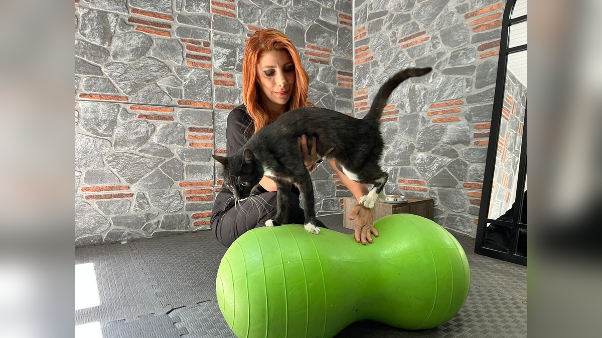 Ankara'da kazada yaralanan kedi Hamsi, tedaviyle hayata döndü