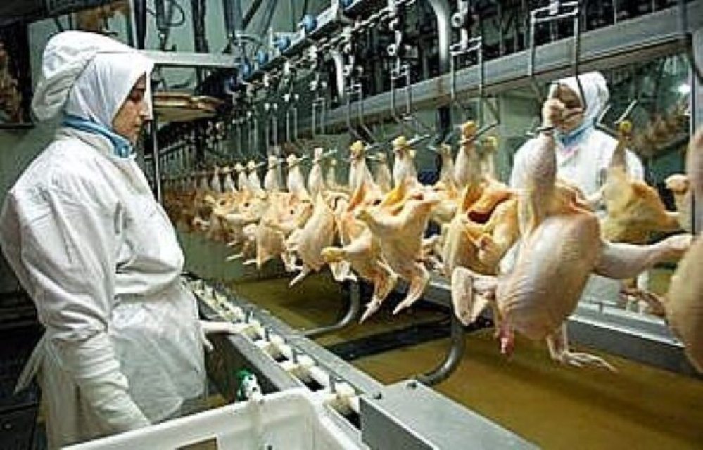 Tavuk fabrikasında gaz sızıntısı: Tesiste üretim durduruldu