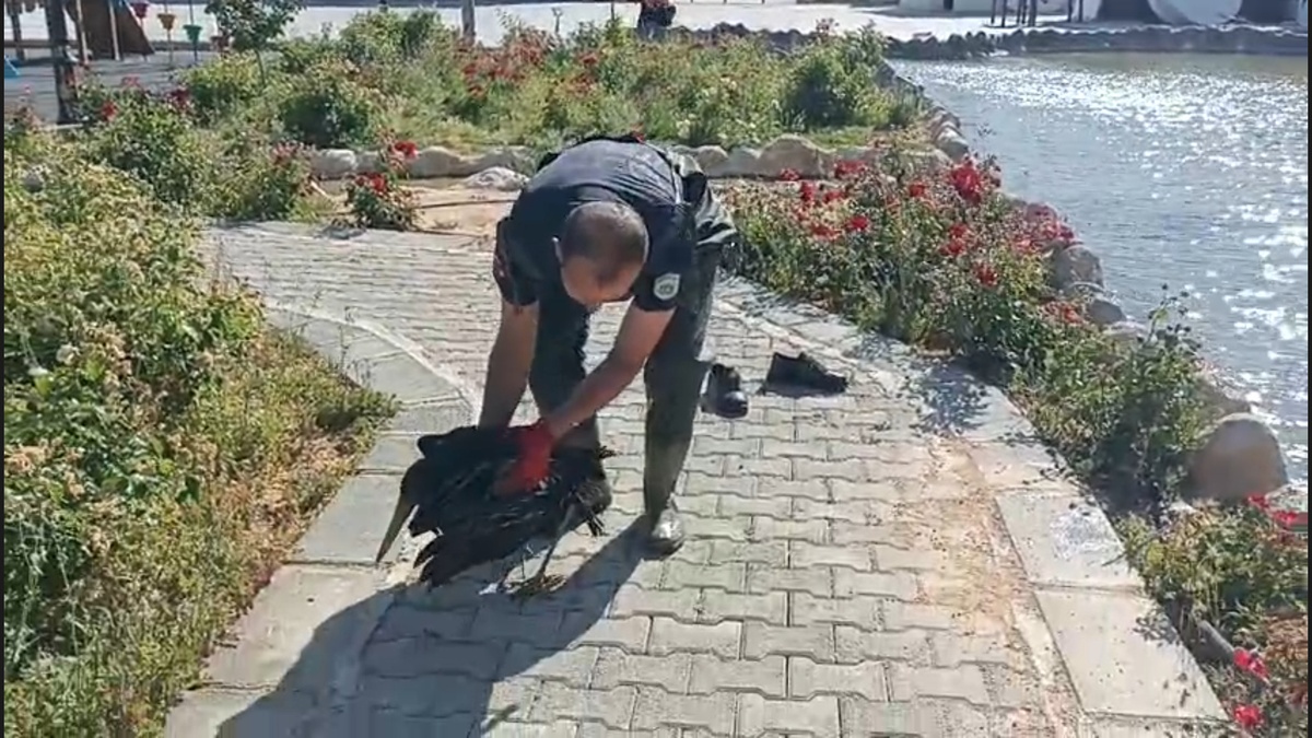 Darende'de yaralı leylek kurtarıldı