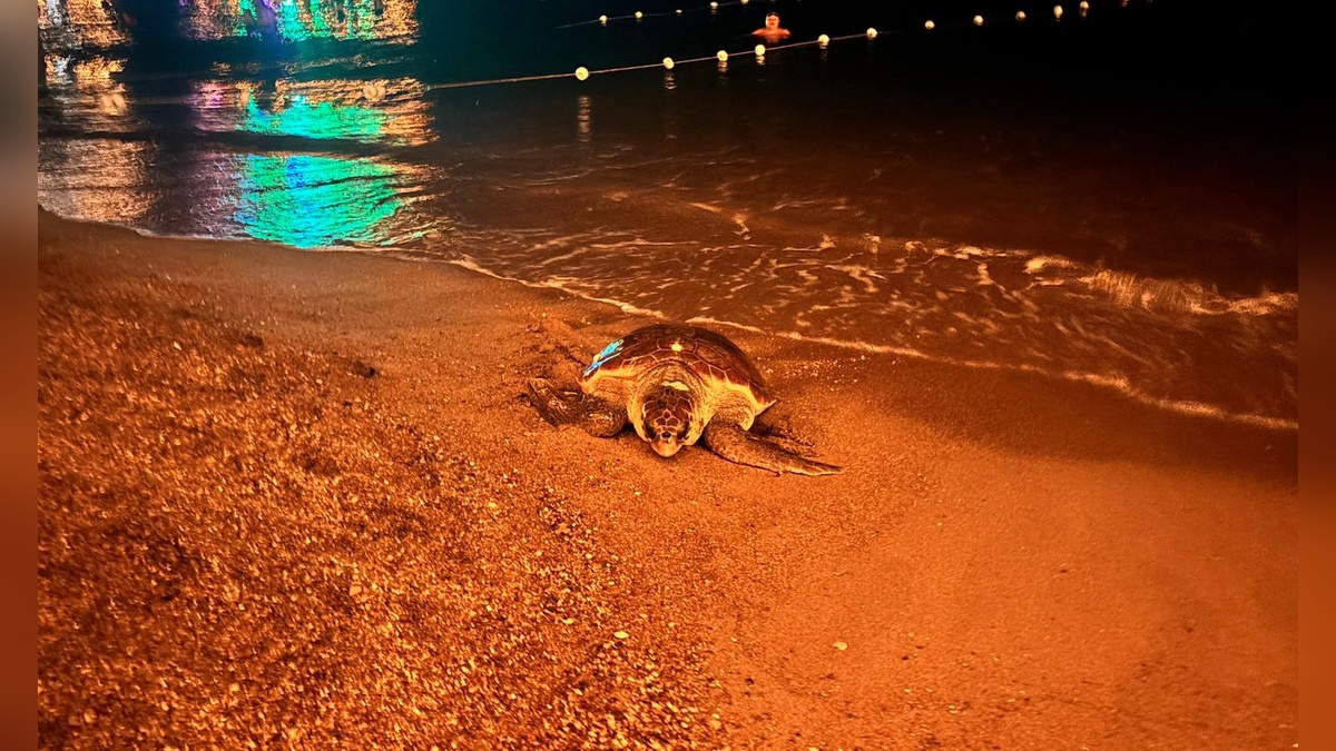 Lara Sahili'nde caretta caretta denize geri döndü