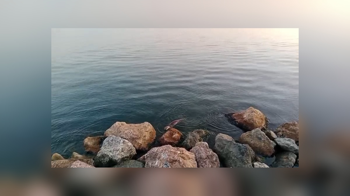 Ereğli sahilinde su samuru görüntülendi