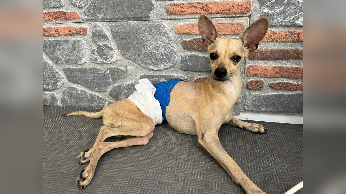 Ankara'da terk edilen 'Lucky': Nişanlı çift, engelli köpeği klinikte bıraktı