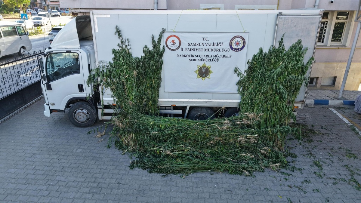 Vezirköprü'de 5 bin 230 kök kenevir ele geçirildi