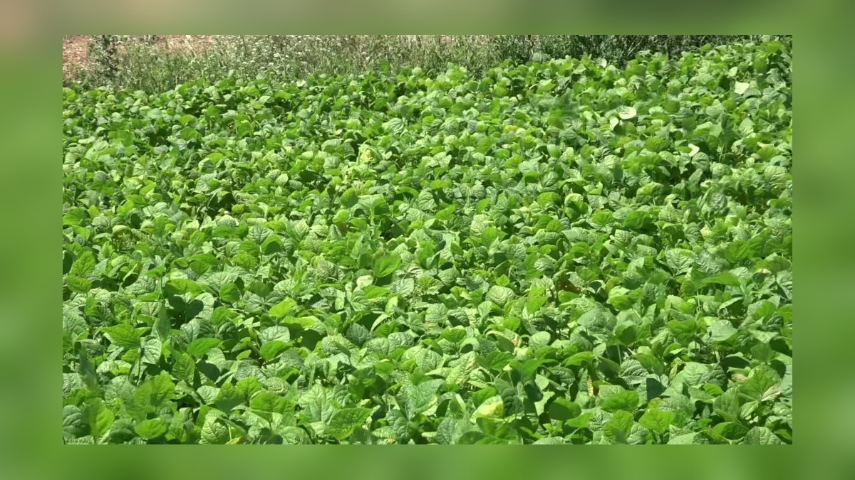Burdur'da fasulye üreticileri zor durumda: 'Gelecek yıl ekim yapmayacağız'