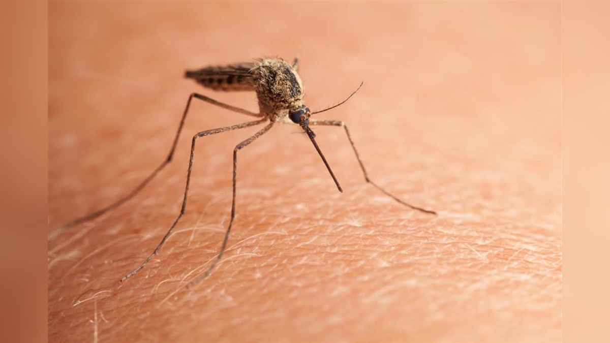 Çin'de 7 binden fazla chikungunya virüsü vakası
