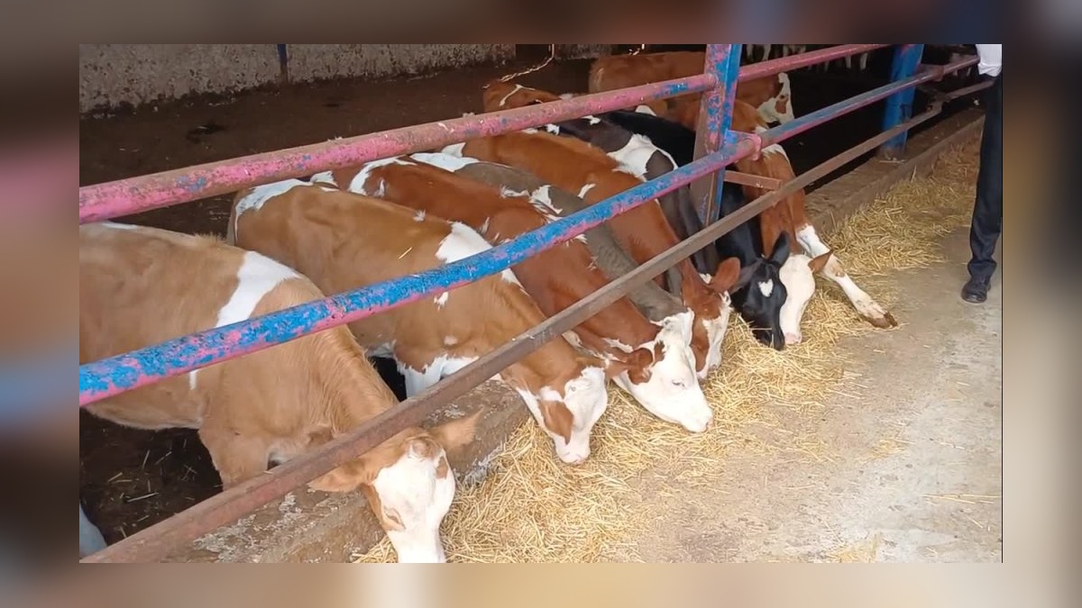 Niğde'de hayvancılık krizi: 'Kendi kendine yeten ülke hayvan ithal ediyor'