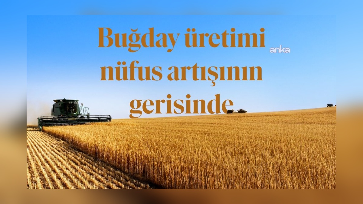 Türkiye nüfusu artarken buğday ekili alanlar azaldı: Üretim yerinde sayıyor