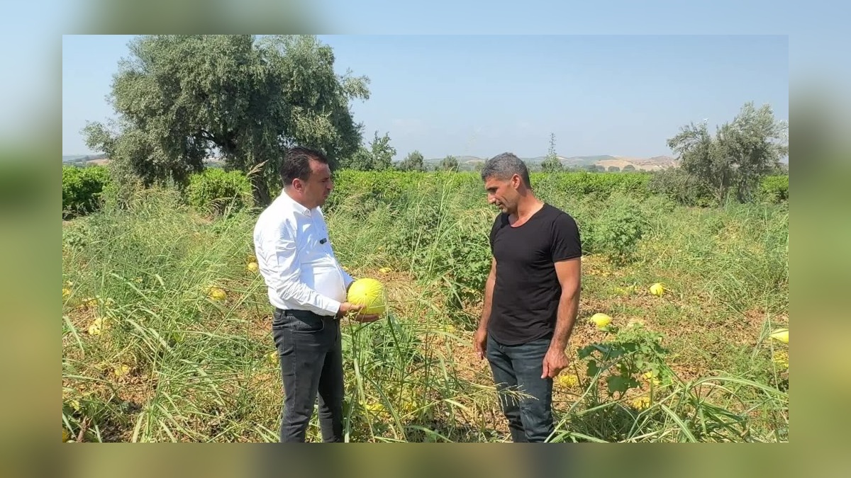 Manisa'da çiftçiler ürünlerini tarlada bıraktı: 150 bin lira zararla karşı karşıya