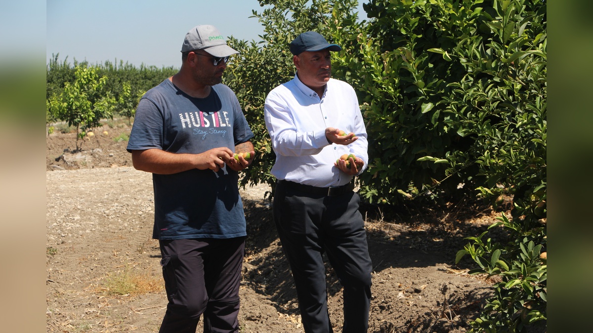 Adana'da aşırı sıcaklar limon üreticilerini vurdu: Yüzde 80'e varan kayıplar